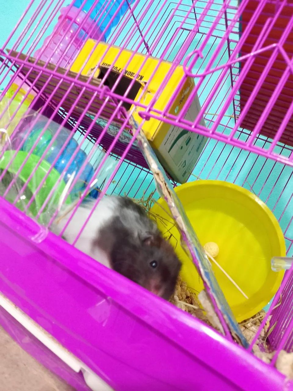 Hamster sírio com gaiola  - Foto 2
