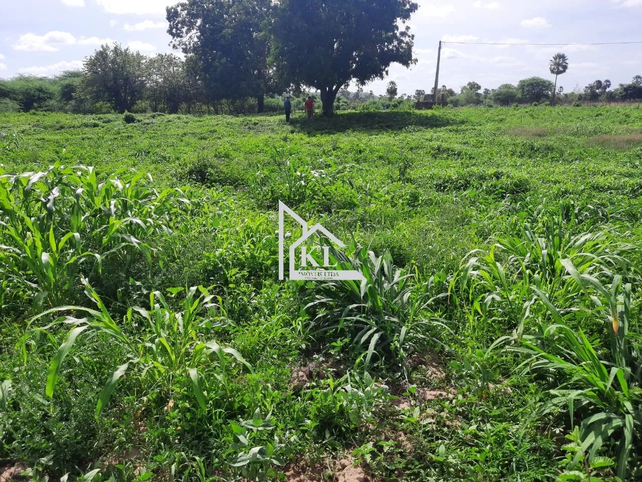 Fazenda de 120 Hectares com Abundância de Água - Oportunidade para Investimento ou Lazer - Foto 10