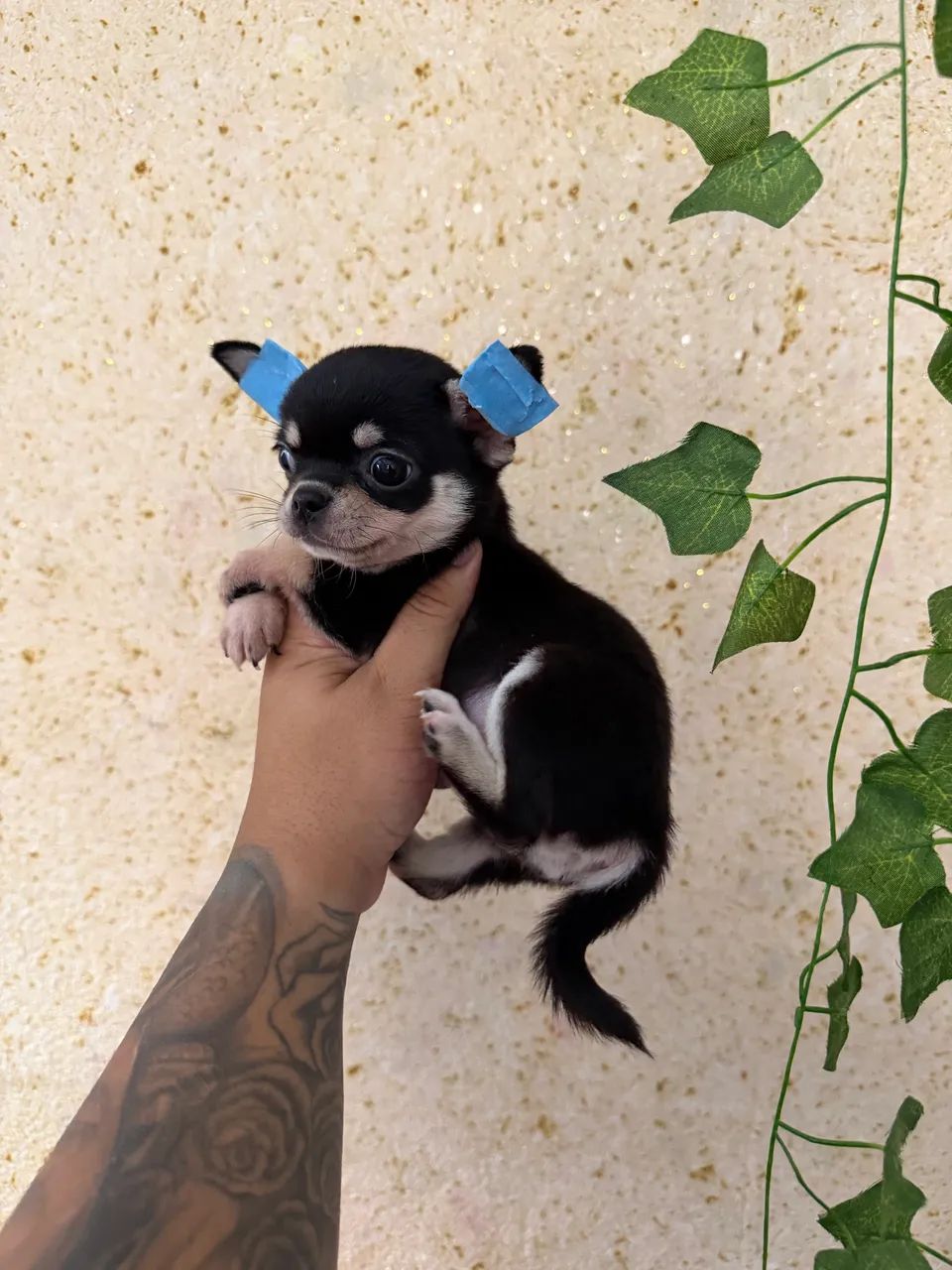 Chihuahua cabeça de maçã  - Foto 2