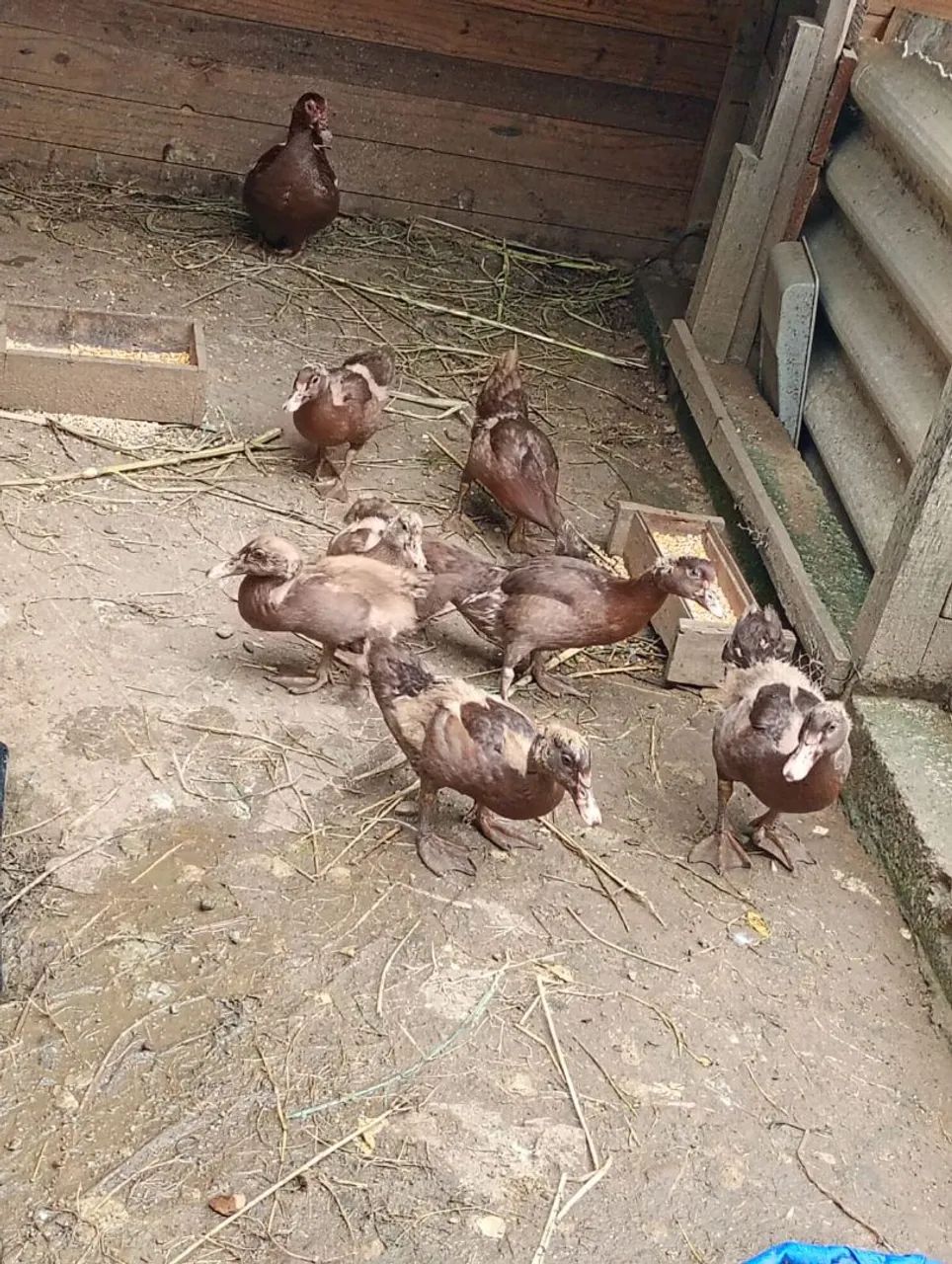 Patos - Foto 5