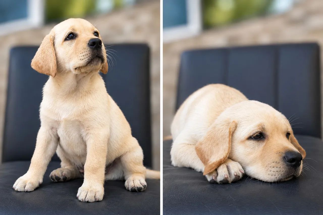 Labrador à venda