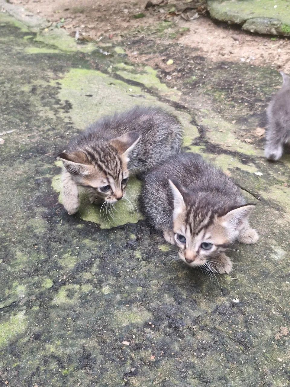 Gatinhas pra adoção  - Foto 5
