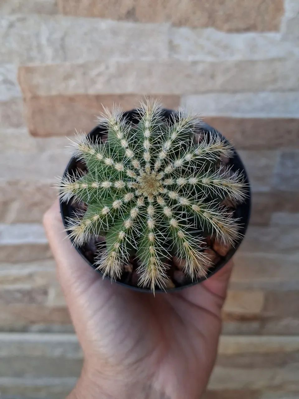 Parodia magnífica pt9 - Foto 2