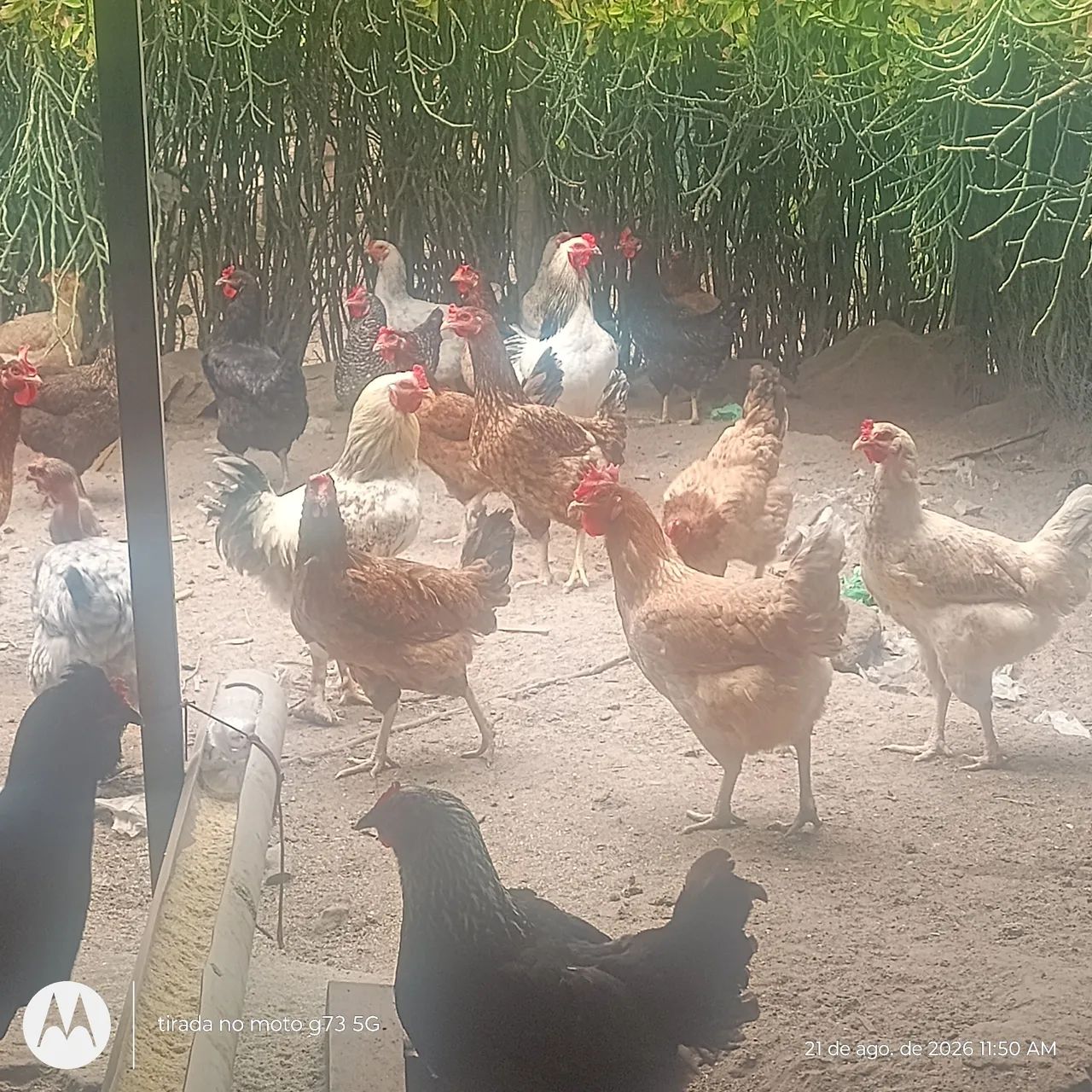 Galinhas brama