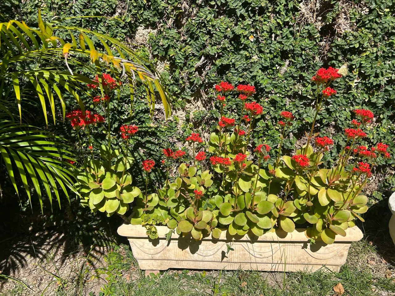 Vaso com planta 