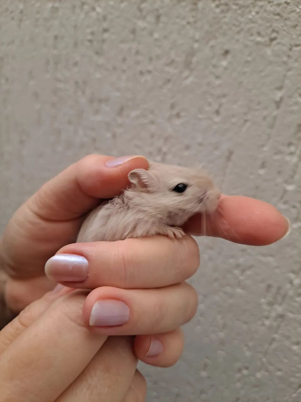 Esquilo da Mongólia Gerbil Dove - Foto 5