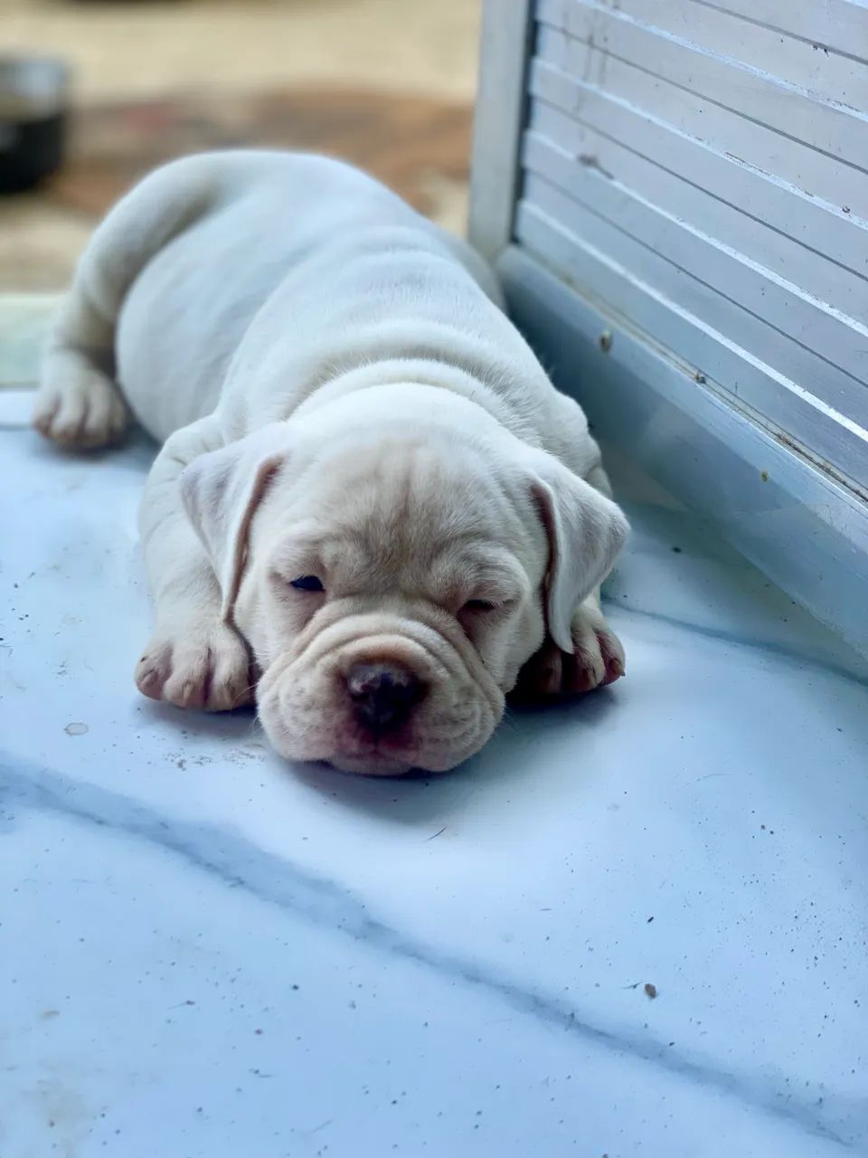 American bully  - Foto 3