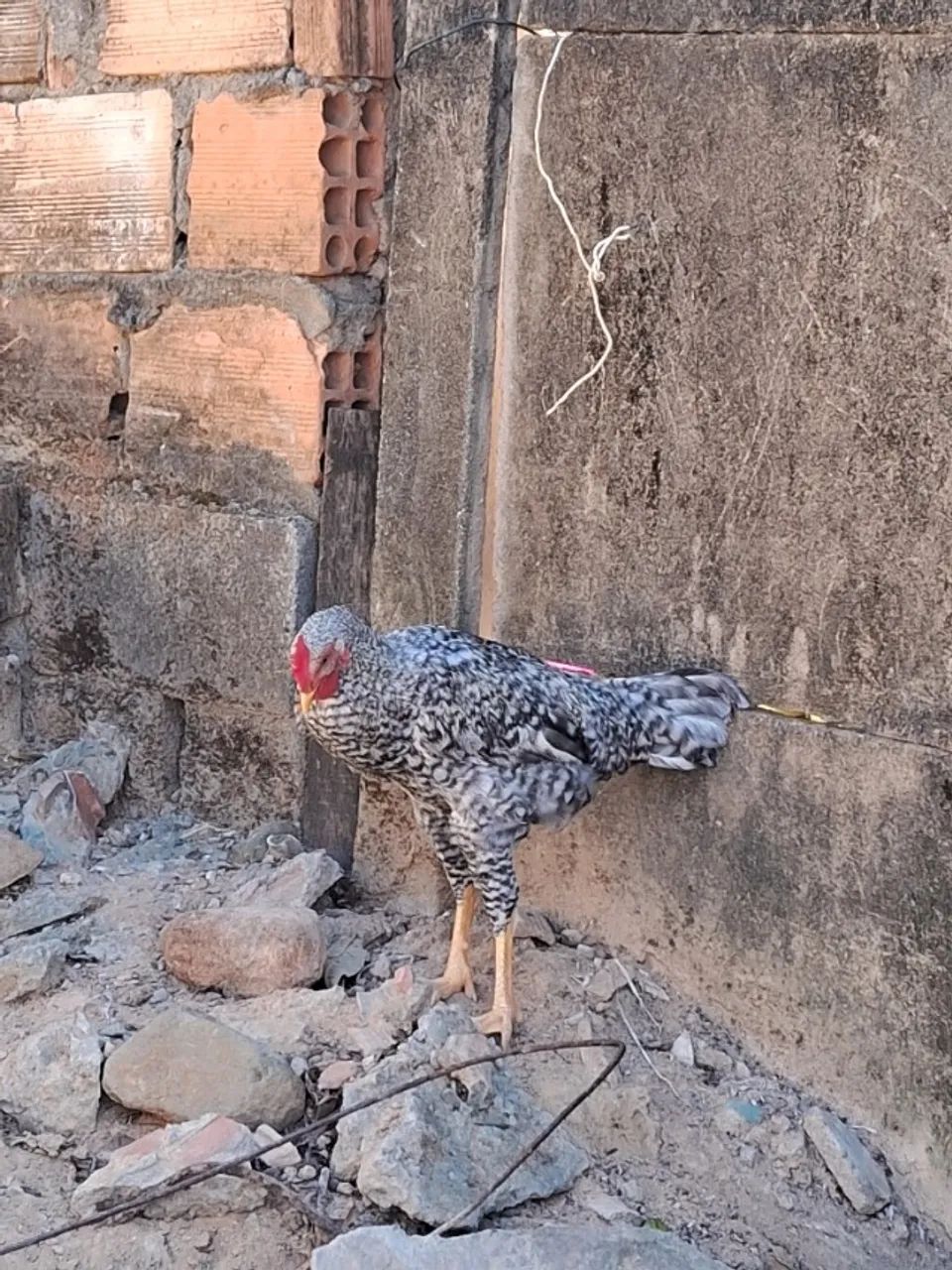 Galo e galinha - Foto 4