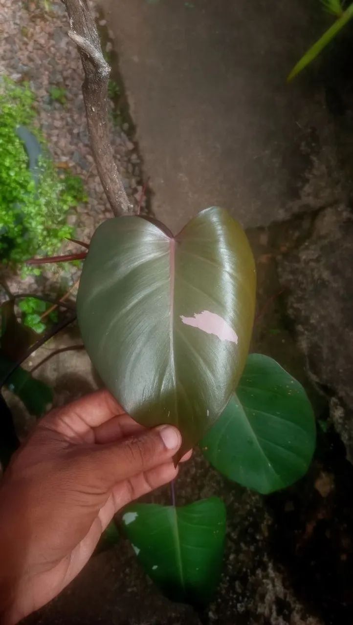 Philodendron pink Princess  - Foto 3