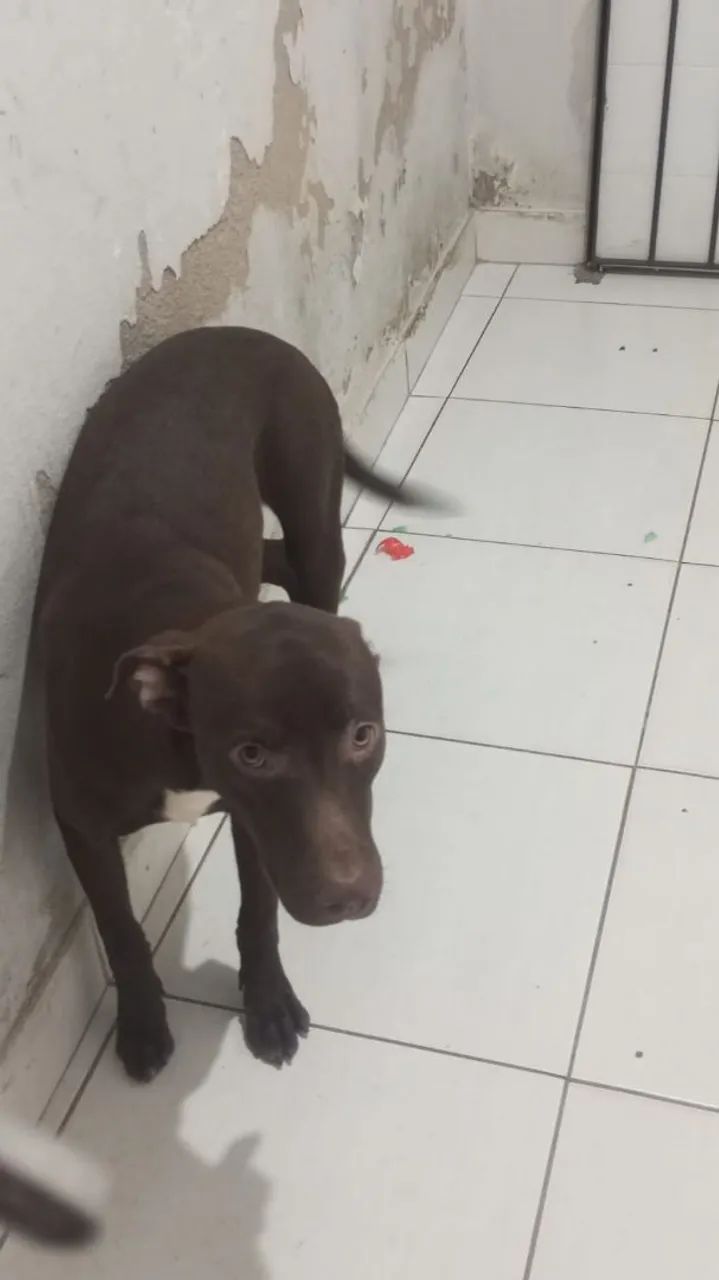 Cachorro Pitbull com labrador 