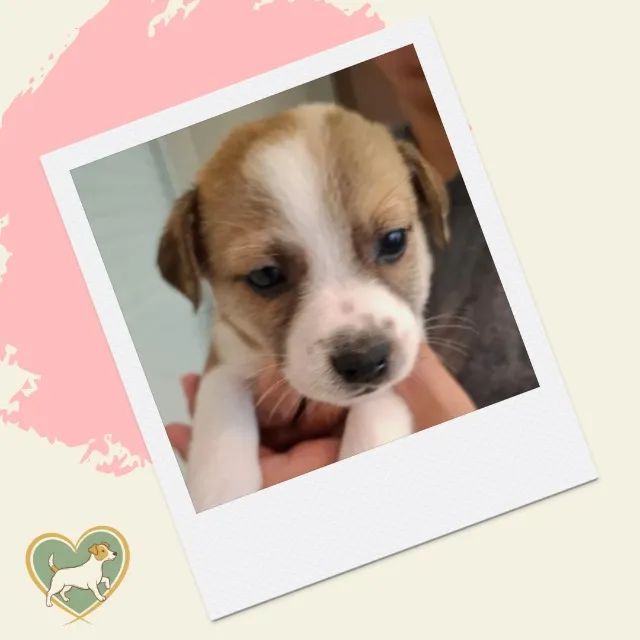 jack x chihuahua  - Foto 3