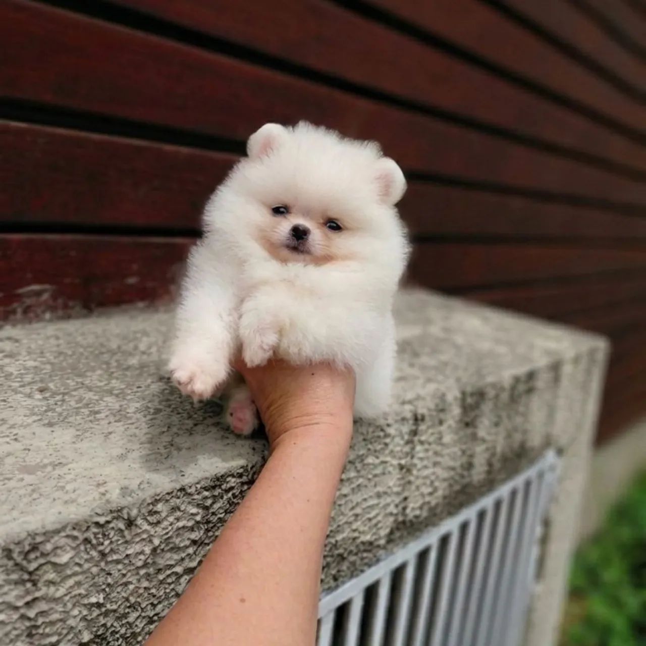 A Casa dos Verdadeiros Ursinhos Lulu da Pomerânia  - Foto 5