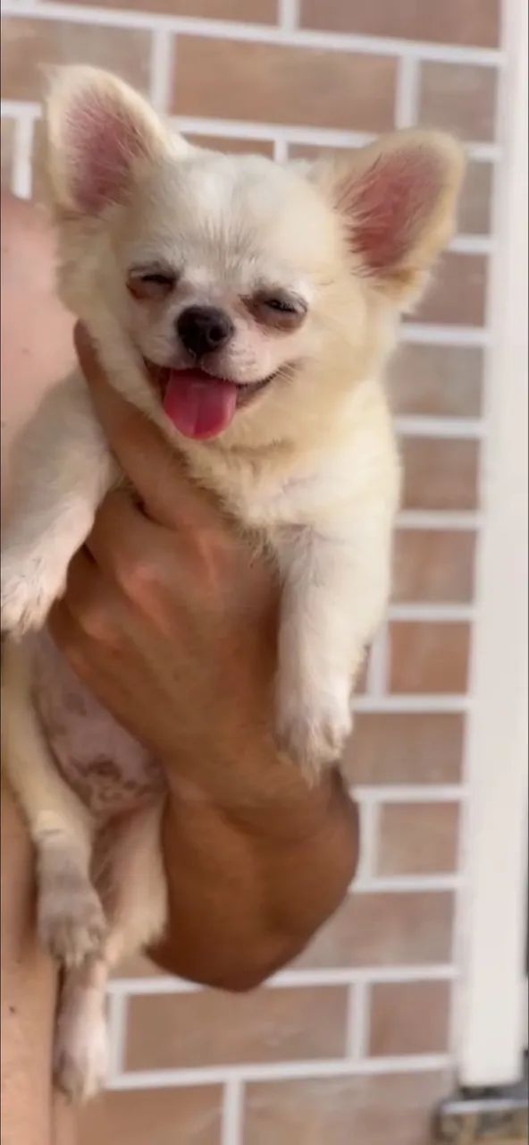 Chihuahua  - Foto 3