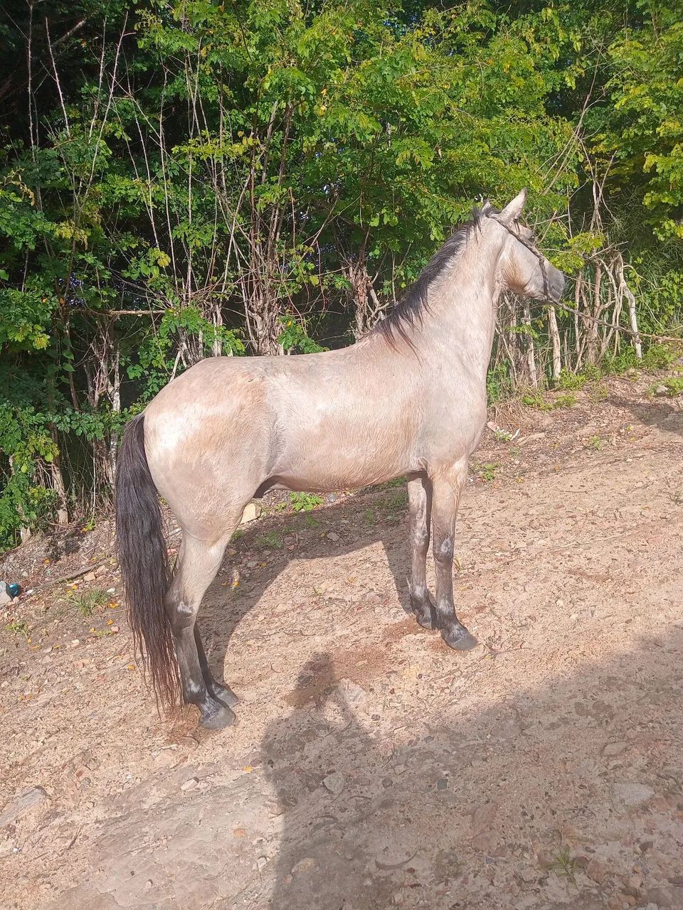 Vende-se e troca-se cavalo muito andador de baixa e alta  