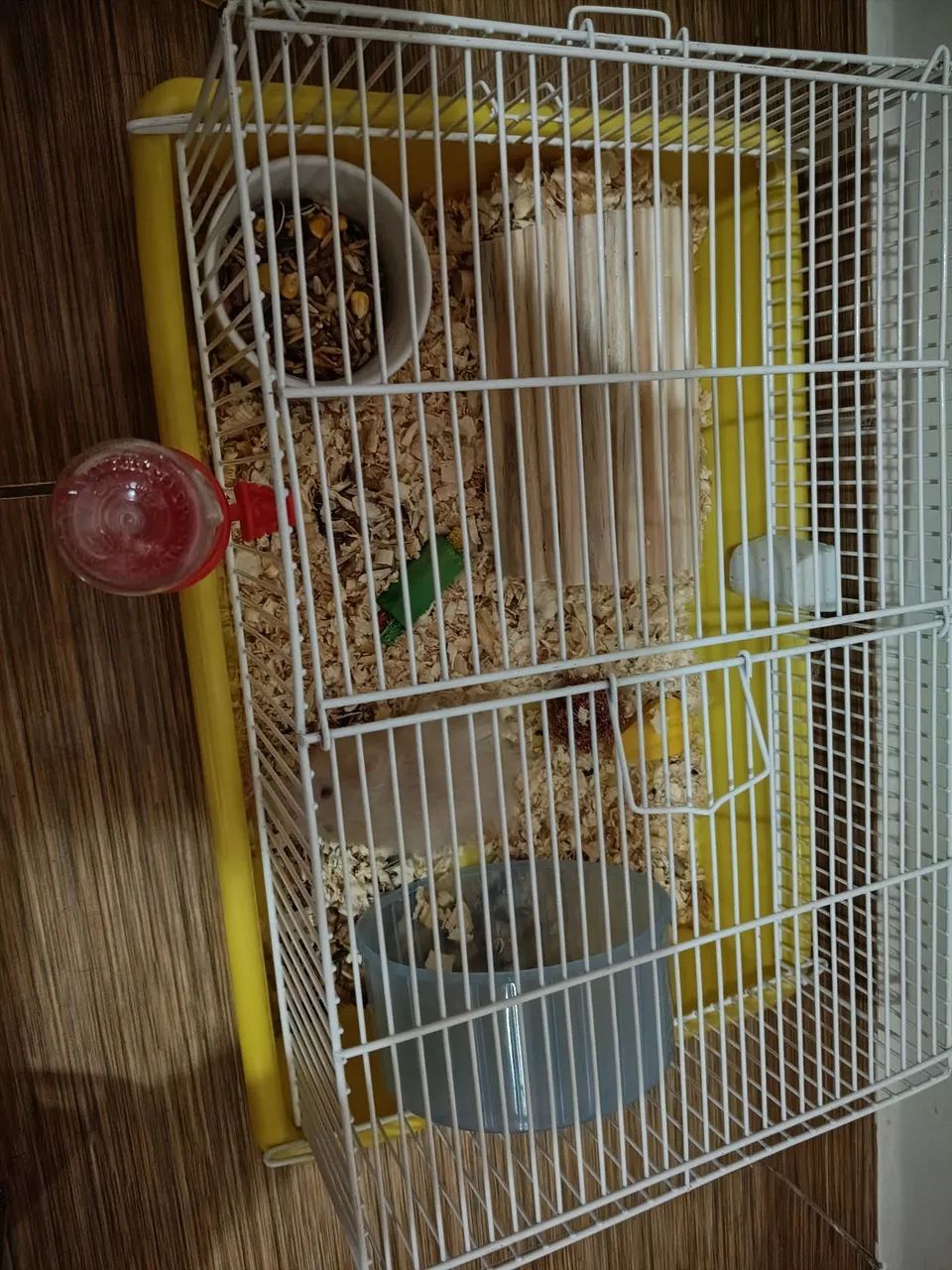 Hamster sírio  - Foto 3