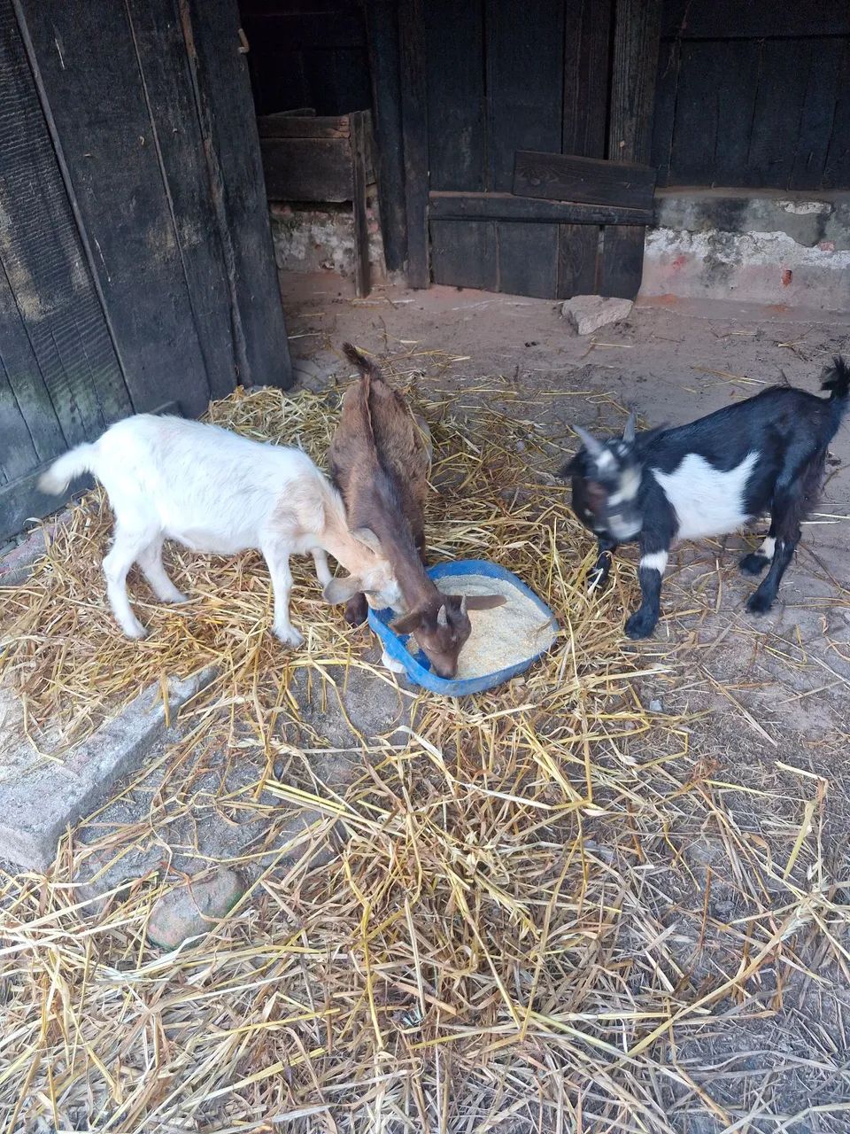 Mini cabra - Foto 4