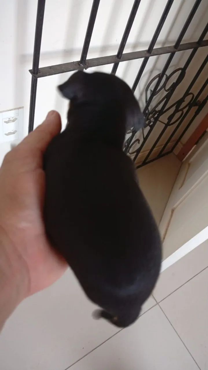 Pet - Foto 2