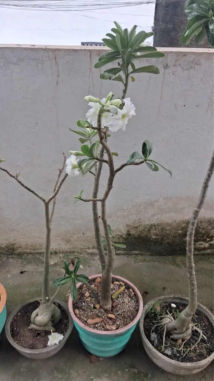 Rosa do Deserto Flores - Foto 2