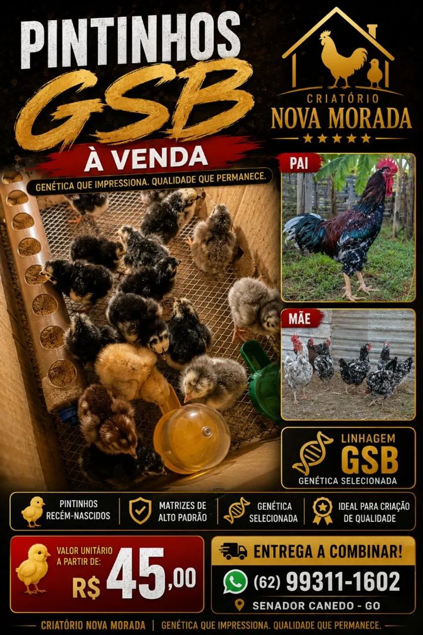 Galinhas 