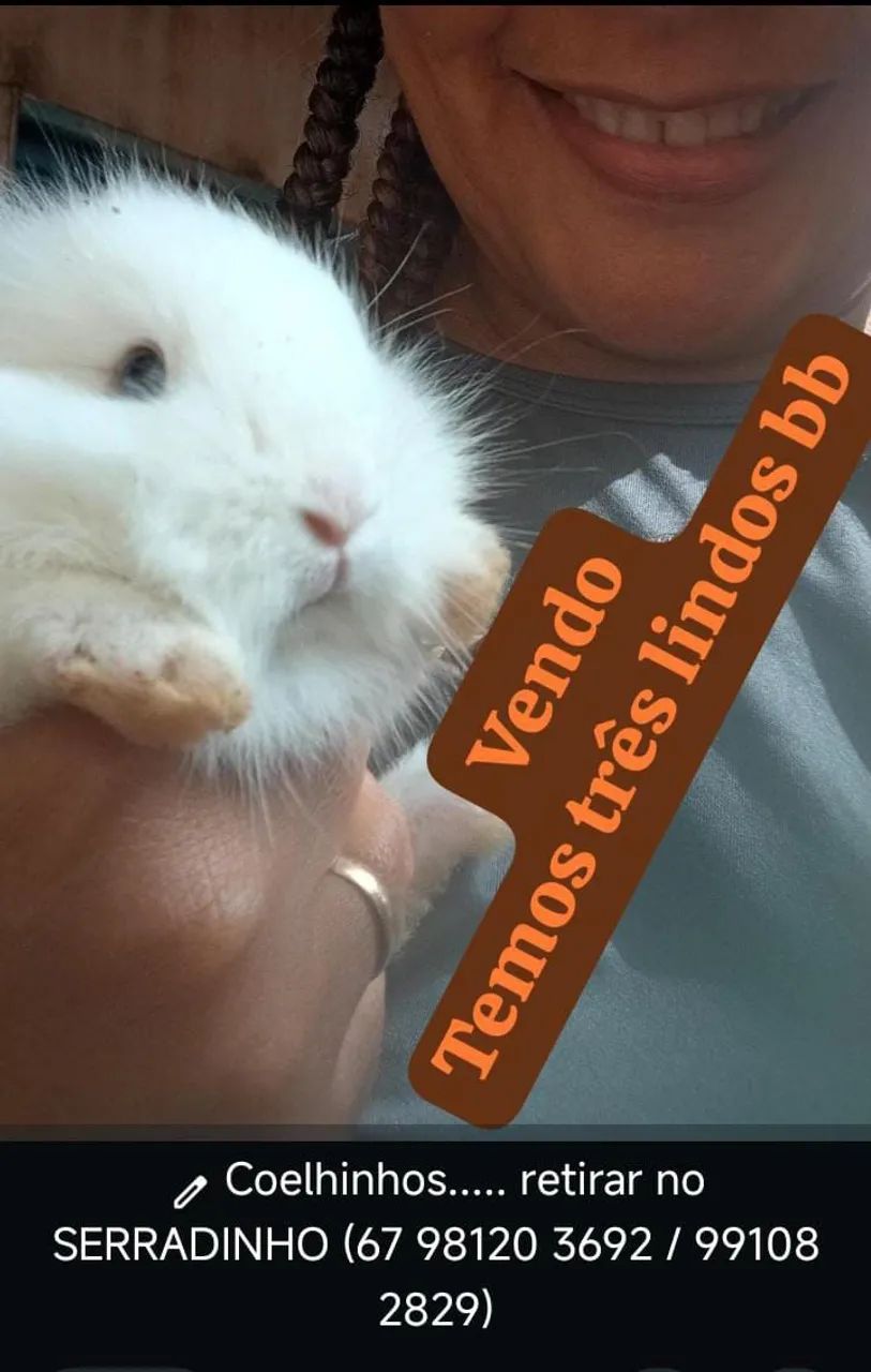 Coelhos 