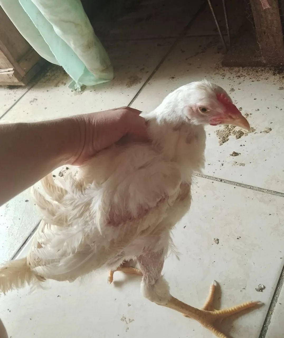 Franguinho  - Foto 4