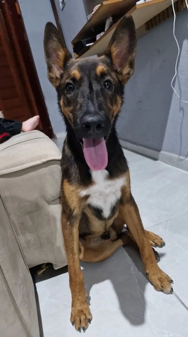  pastor alemão malinoá 6 meses - Foto 5