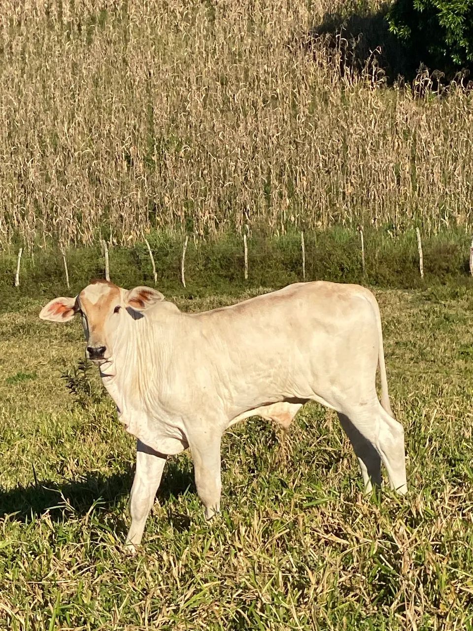 Vacas - Foto 5