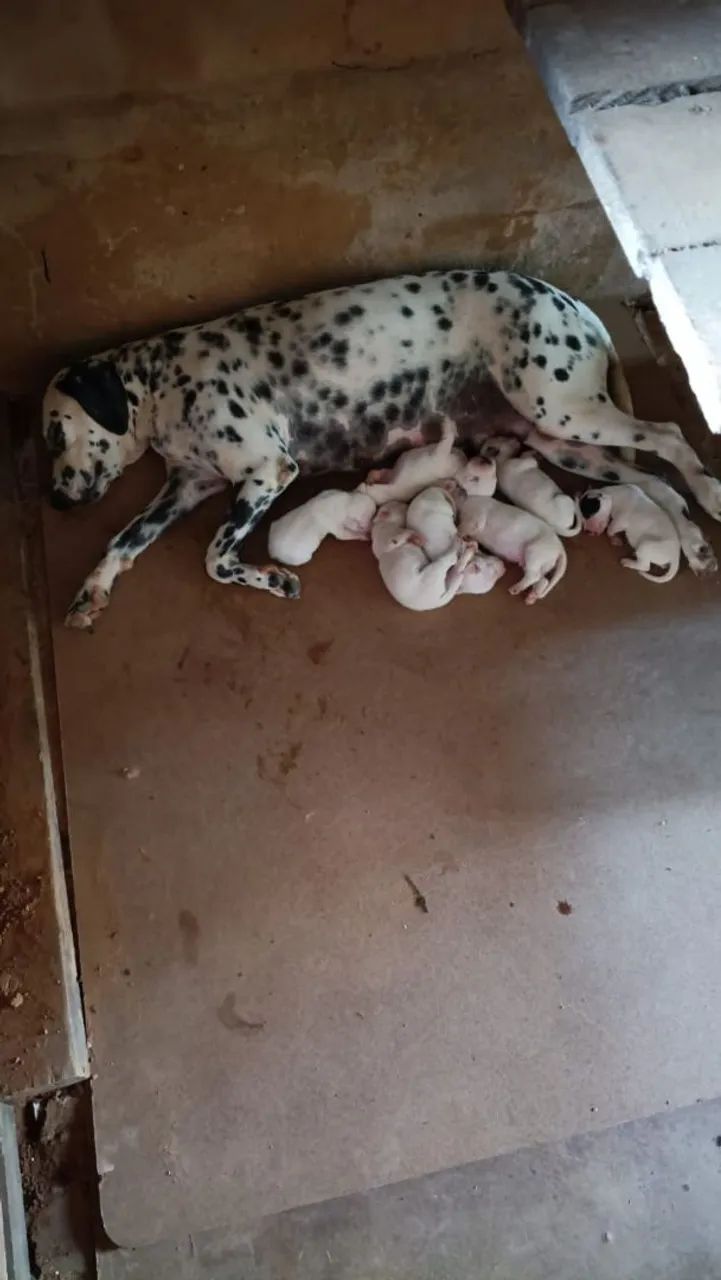 Vendo filhotes de Dálmata puro - Foto 2