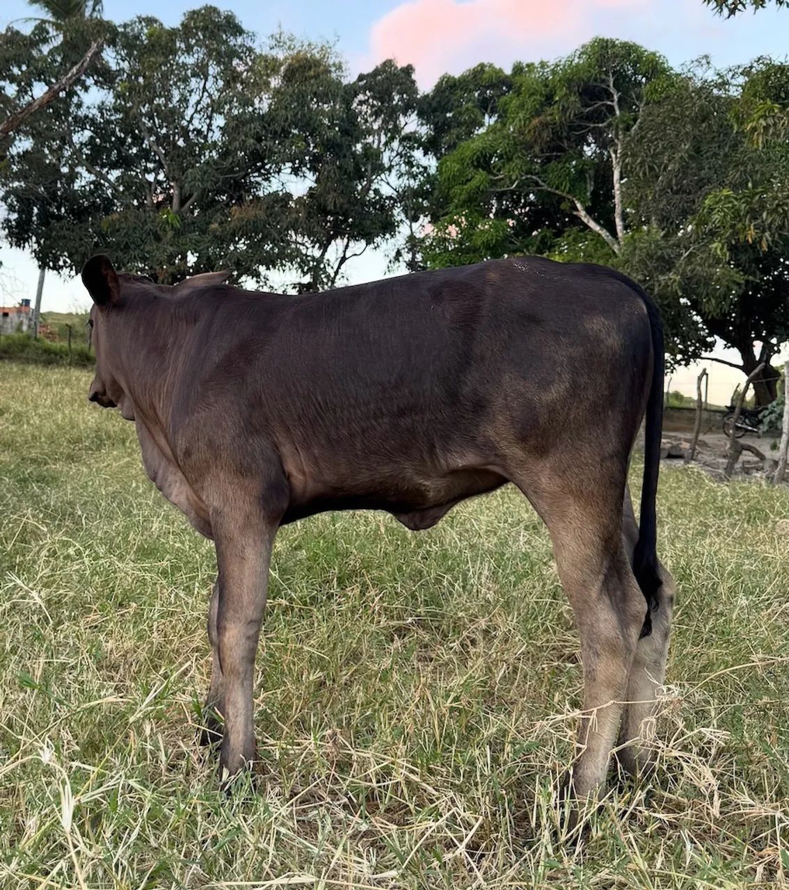 Vaca parida - Foto 3