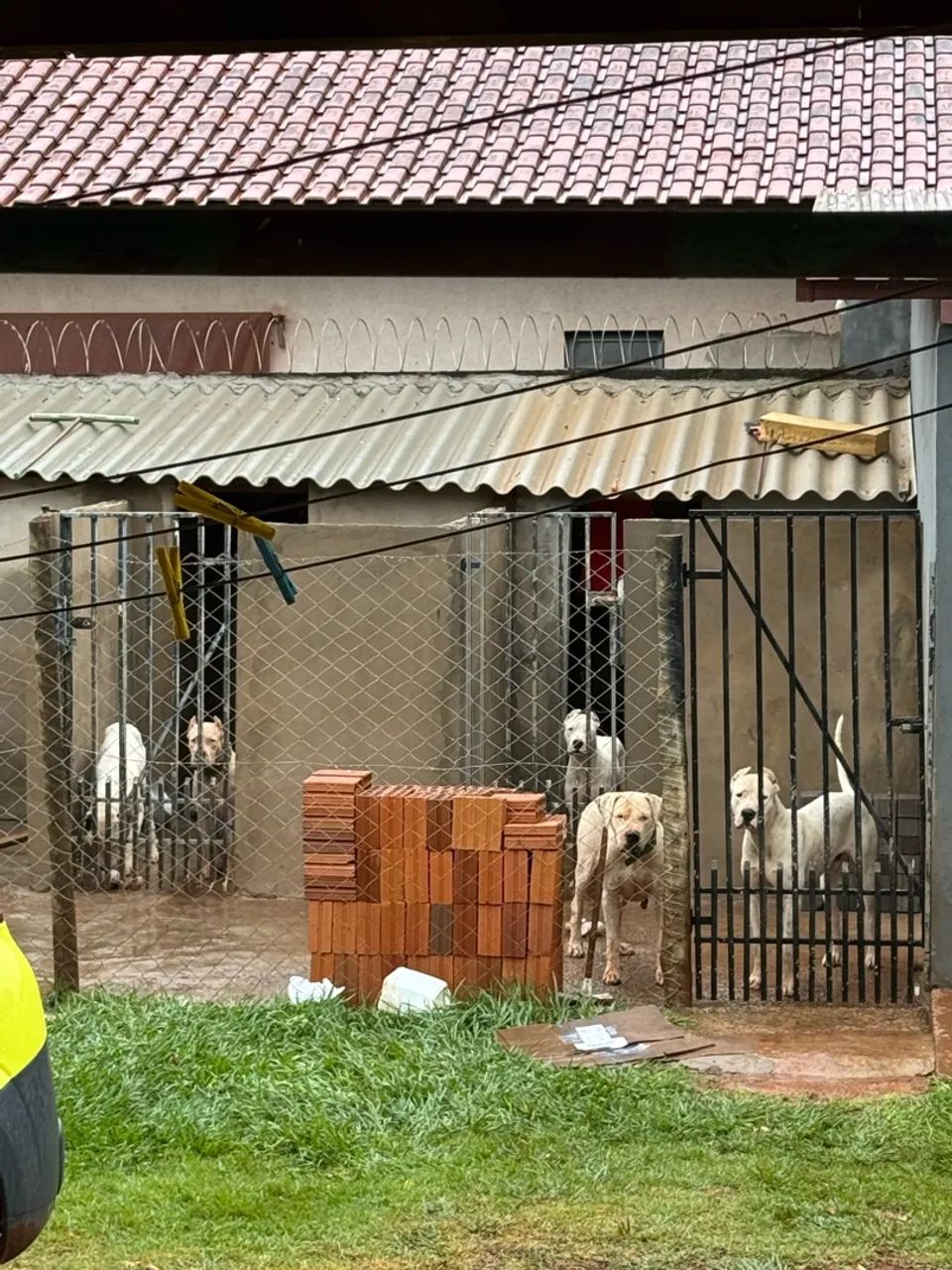 Cachorro  - Foto 5