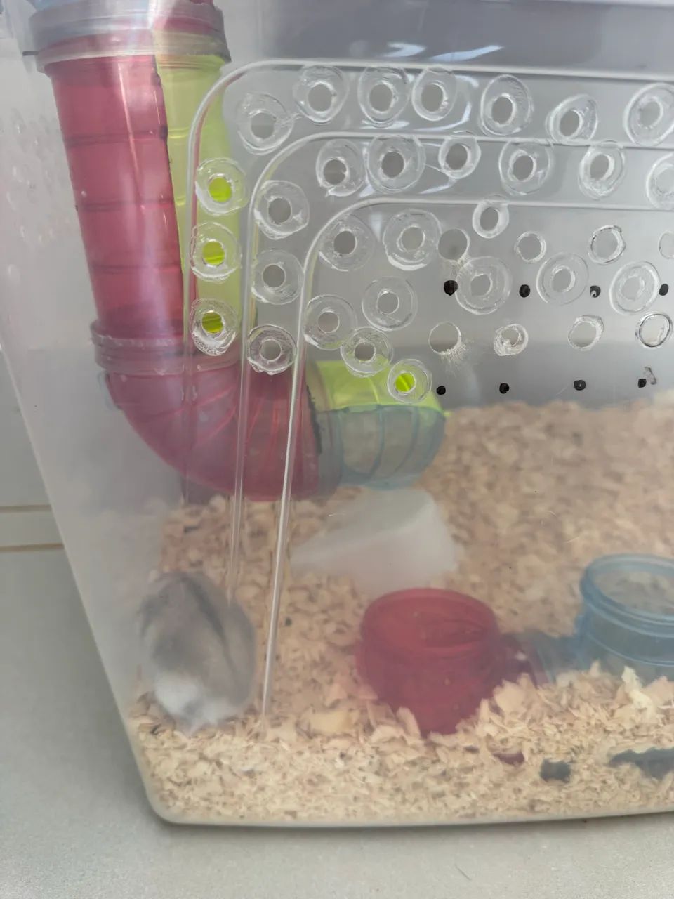 Hamster anão russo - Foto 3