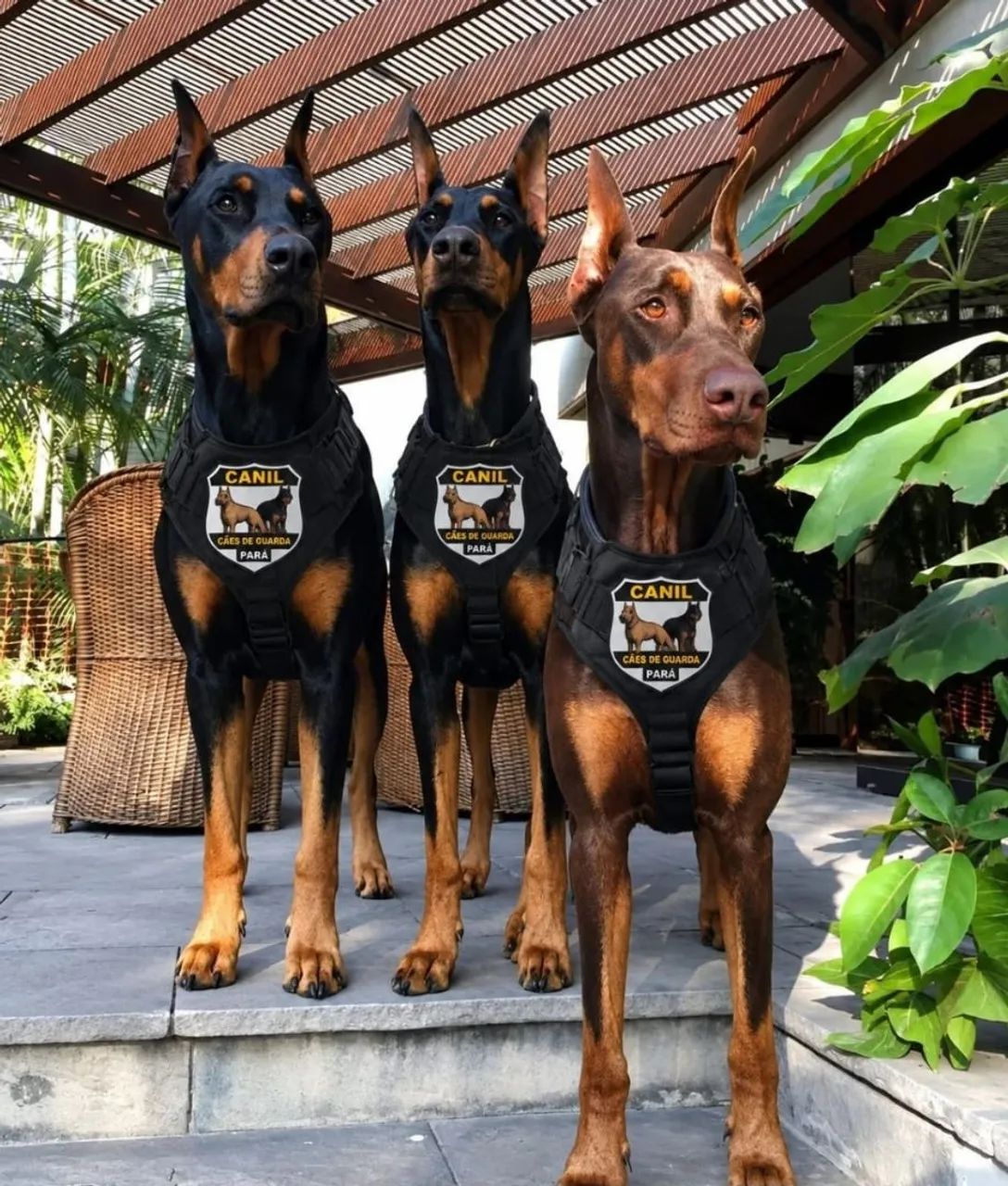 Adestramento de cães  - Foto 3