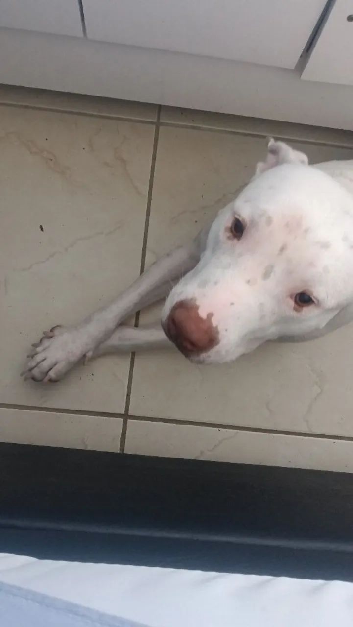 Pitbul manso 