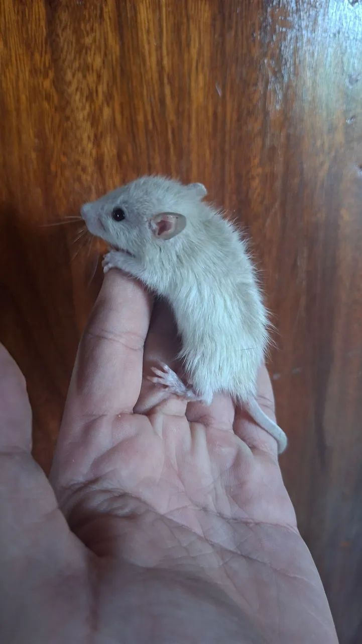 Rato Twister  - Foto 3