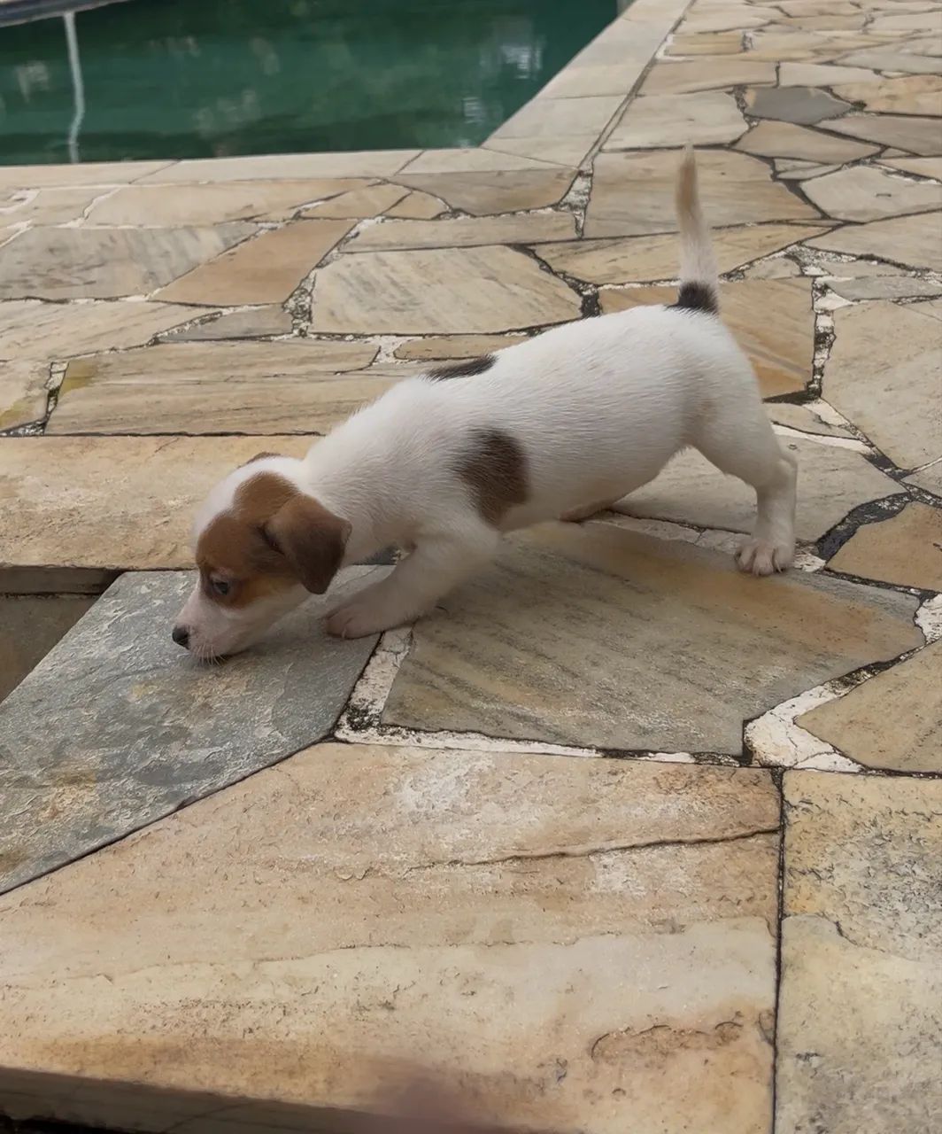 JACK RUSSELL TERRIER  - Foto 4
