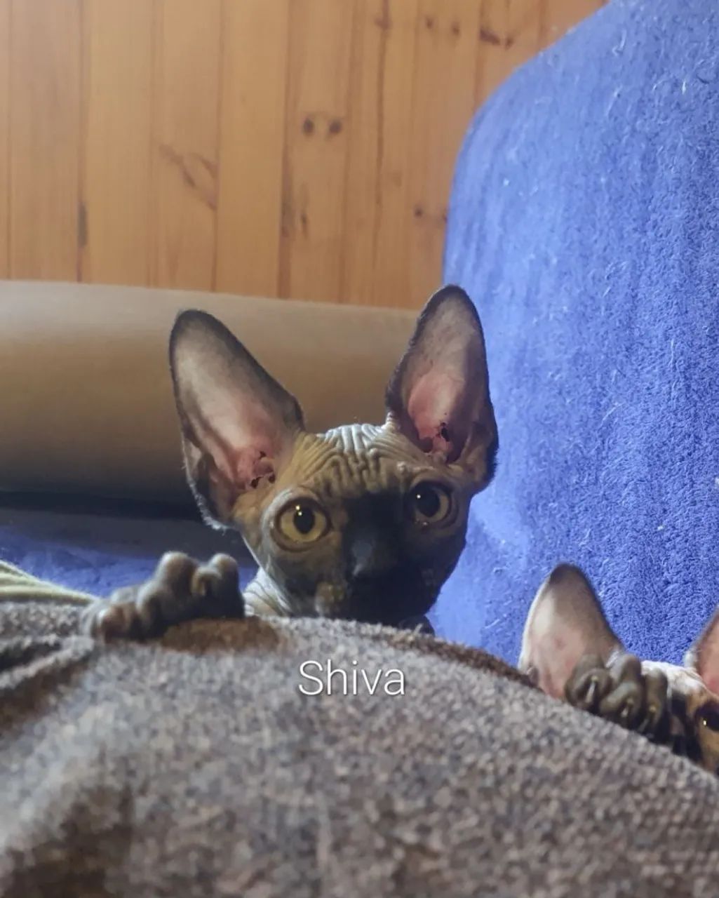 Gato sphynx