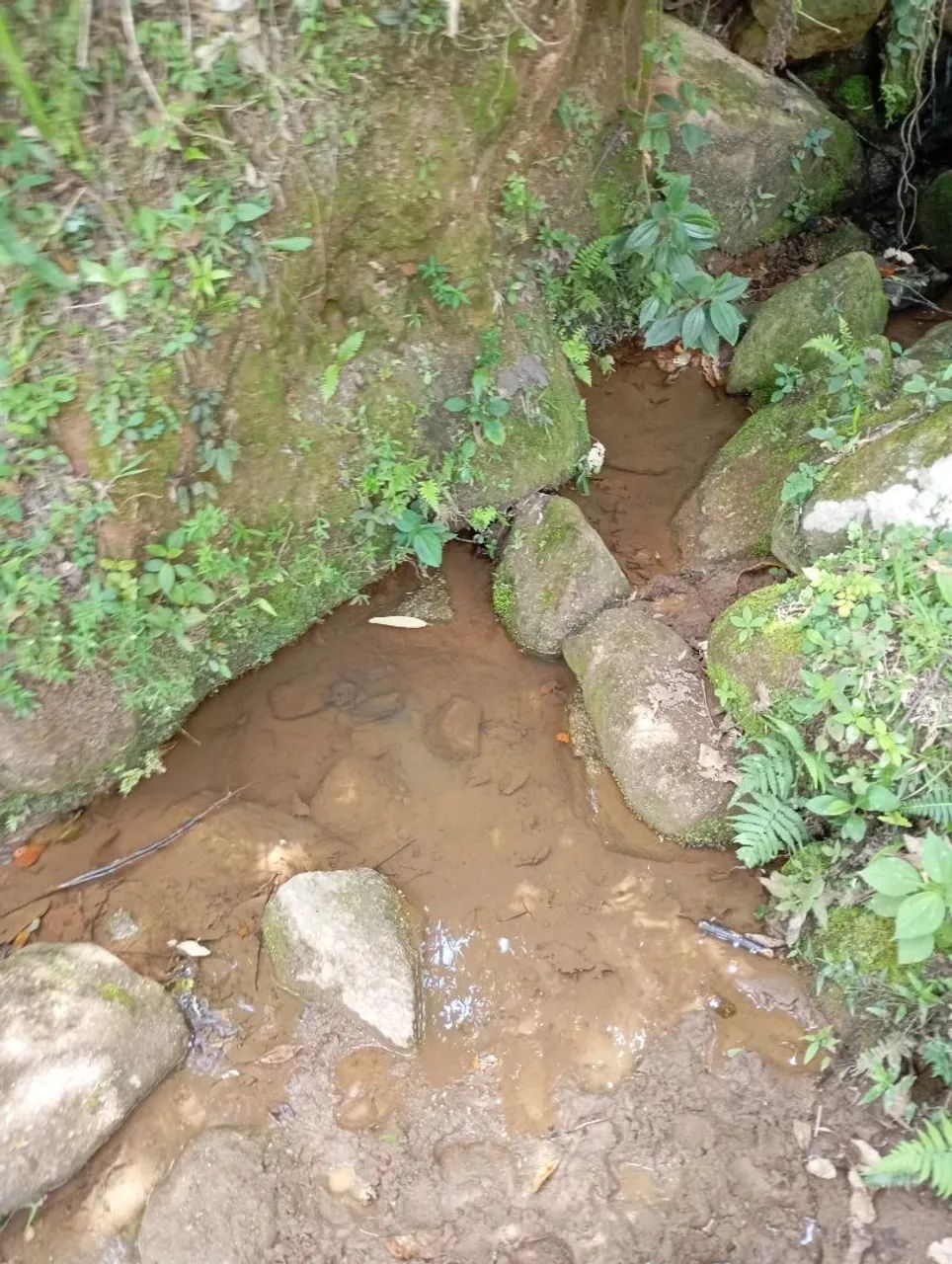 Sitio de 20 alqueires em Cunha - Foto 4