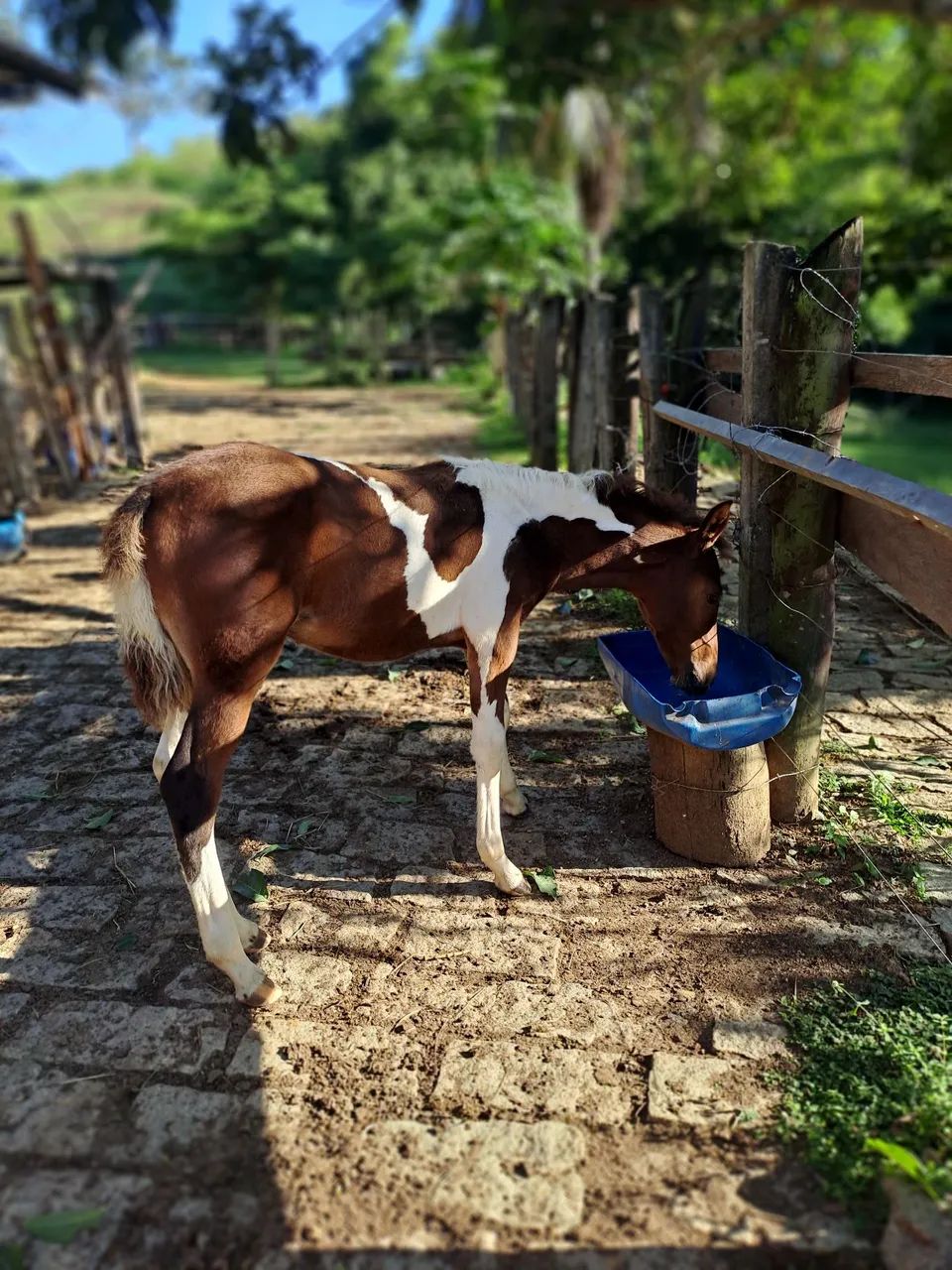 Potro Mangalarga Marchador controlado.  Aceito cartão e pix  - Foto 2