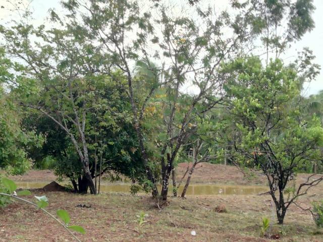 Venda de um sítio em Bacabeira.zap 98( * - Foto 5