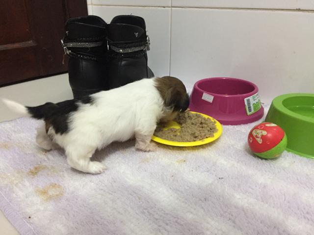 Vendo filhote de Lhasa apso