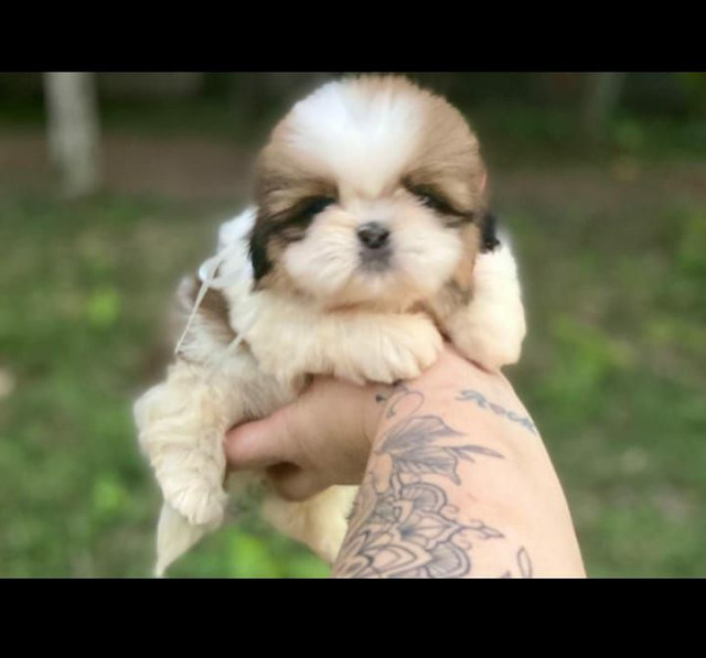 ShihTzu Imperiais Mini