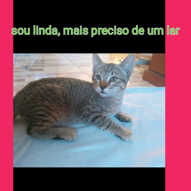 gata 4 meses