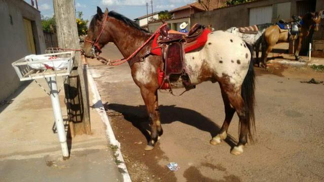 Vendo um cavalo. - Foto 2