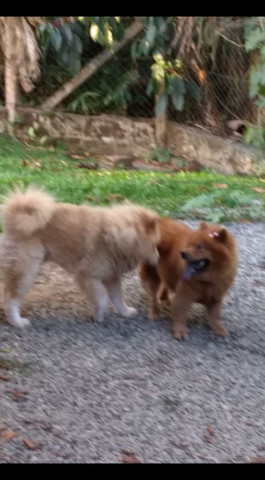 Filhotes de Chow-Chow - Foto 3