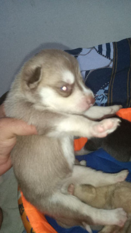 Filhote de husky siberiano raça pura - Foto 4