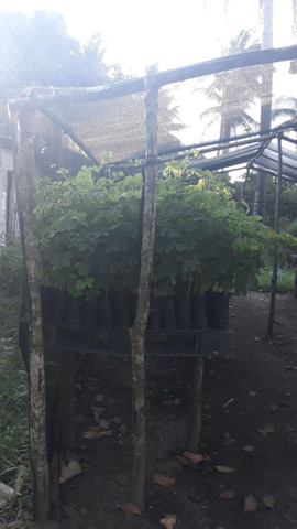 VENDO MUDAS SABIA (SANSÃO DO CAMPO )