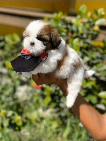ShihTzu Encantadores