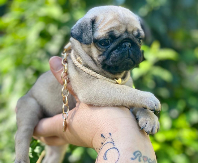 Doçura de baby disponível e pronto para entrega - Foto 2