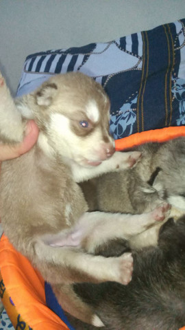 Filhote de husky siberiano raça pura - Foto 2