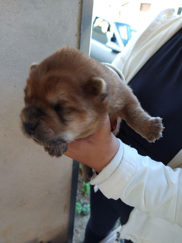 Filhotes de Chow-Chow